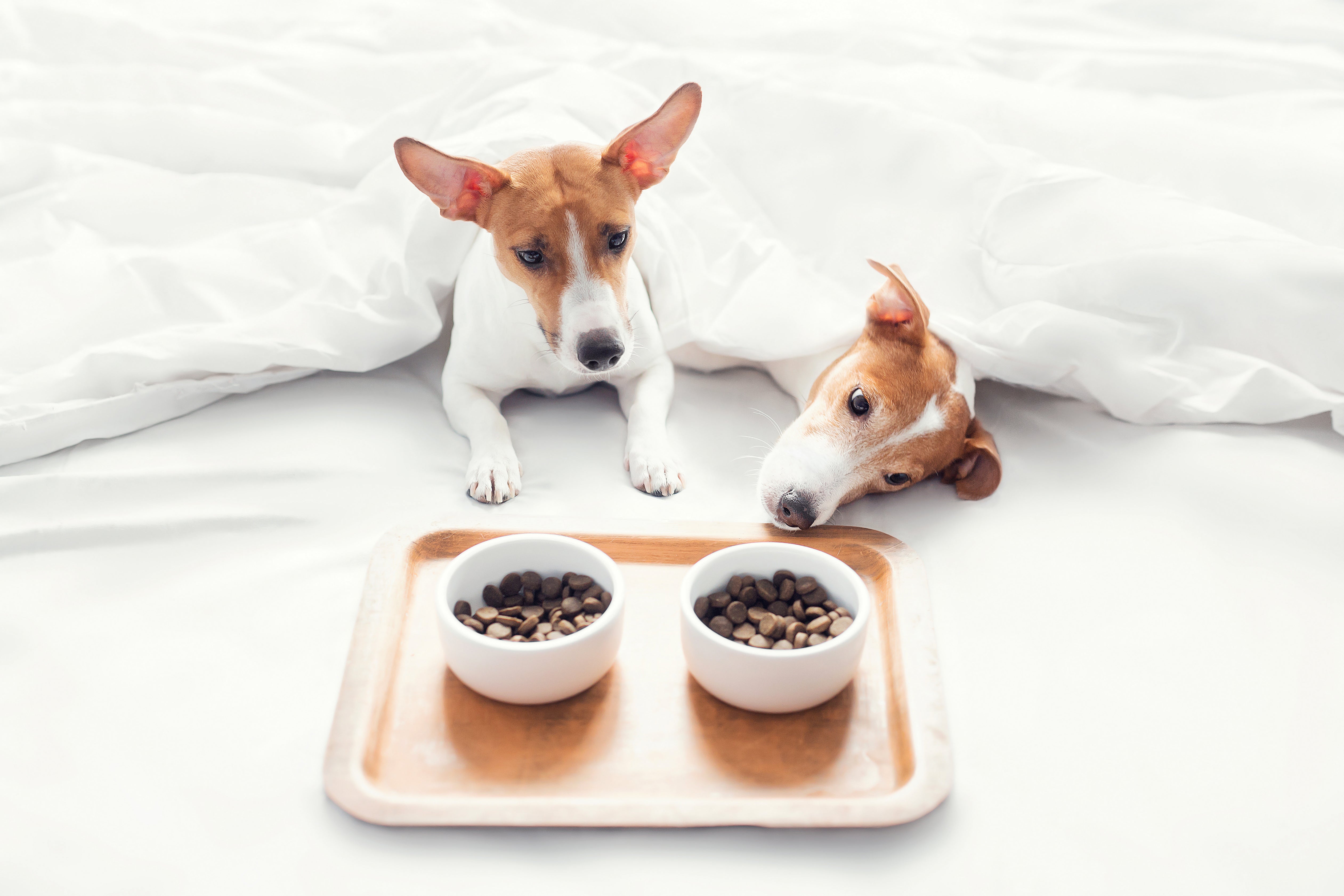 Grain-Free Vs. Grain-Inclusive Dog Foods: Which is Healthier?