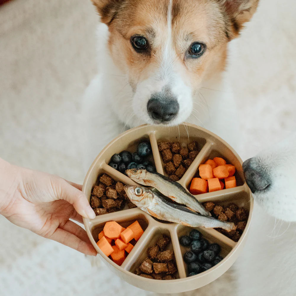 Lambwolf Collective 3 in 1 Bento Bowl For Dogs