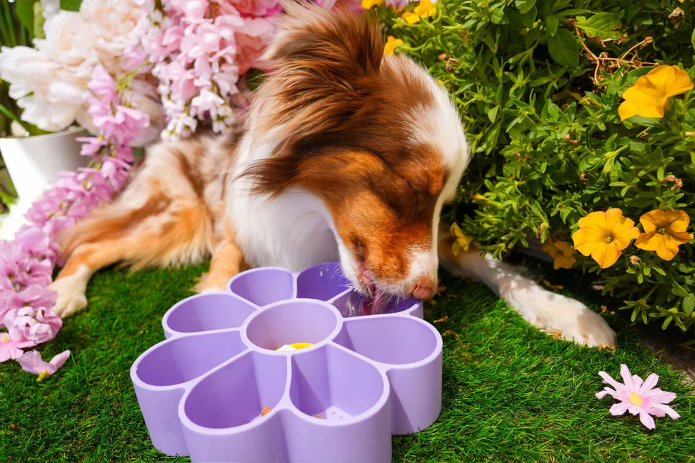 WulfSnacks Flower Slo Bowl, Slow Feeder for Pets