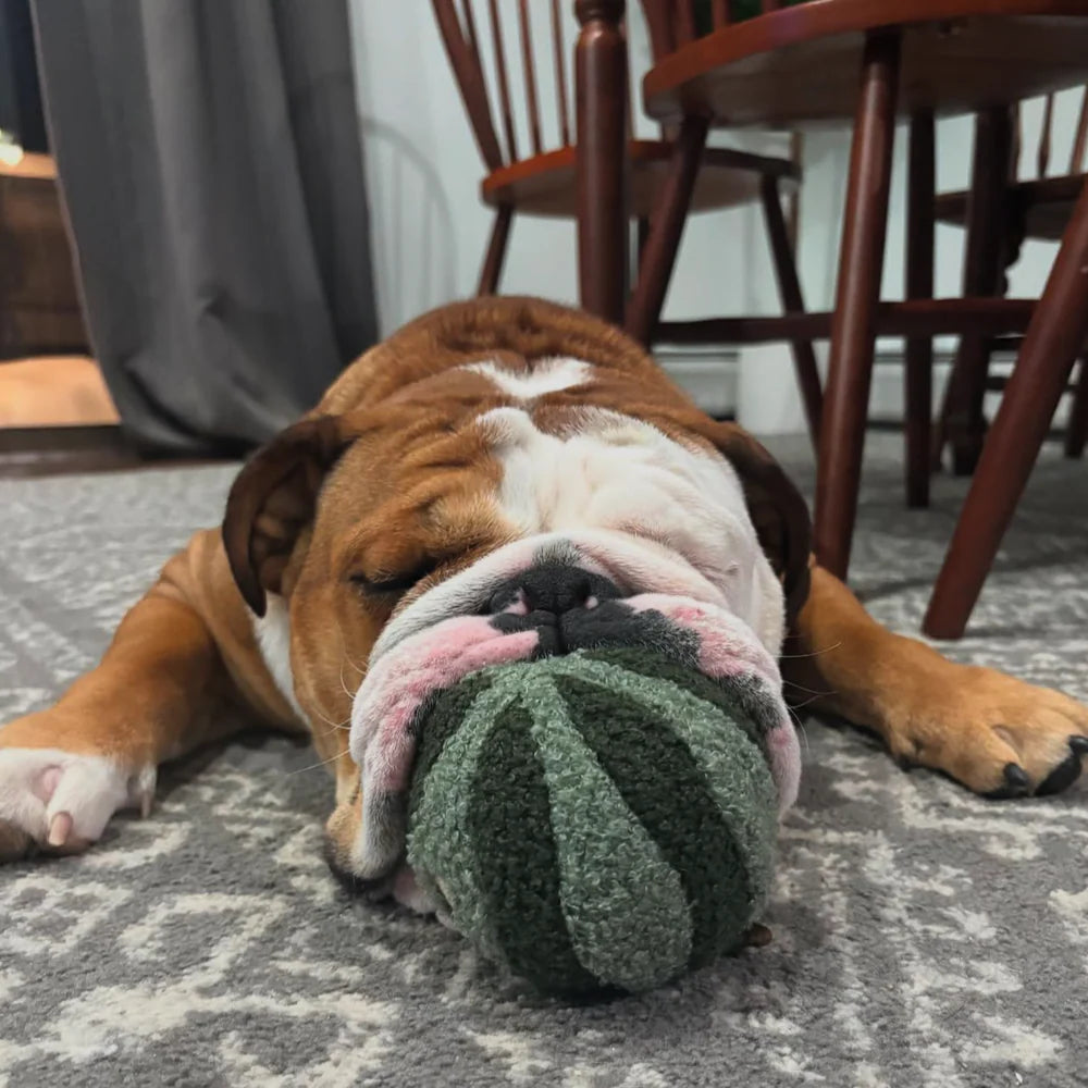 Lambwolf Collective Watermelon Pop, Dog Snuffler Toy