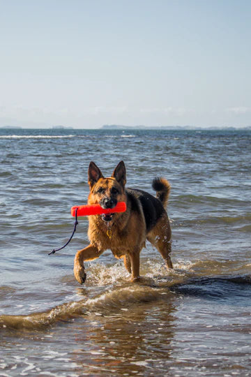 Katie's Bumpers Original Bumper Best Dog Fetch Toy, Orange