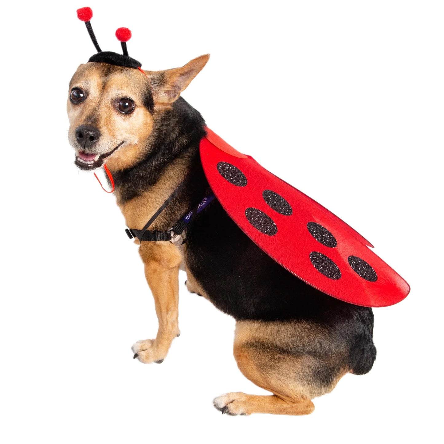 Pet Krewe Ladybug, Dog Costume