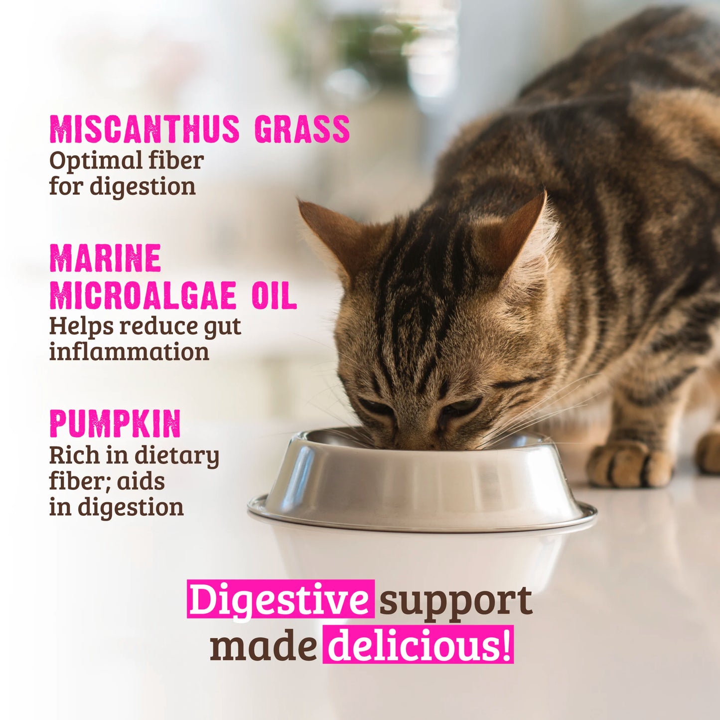 RAWZ Digestive Support Chicken & Salmon Recipe, Wet Cat Food, 5.5-oz Case of 24