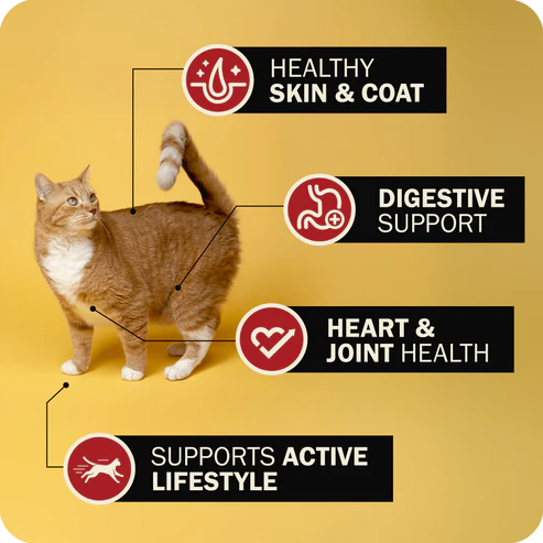 Redbarn Air Dried Powerfood Chicken Recipe For Cats