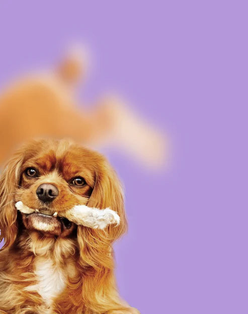 WulfSnacks Fuzzy Rabbit Feet Dog Chews, 5-7 Pieces