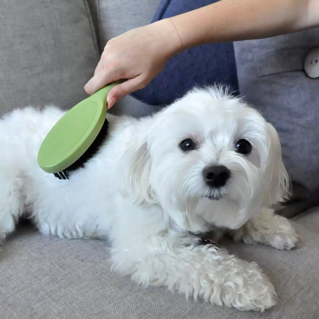 Safari Bristle, Dog Brush, Small Dog Size