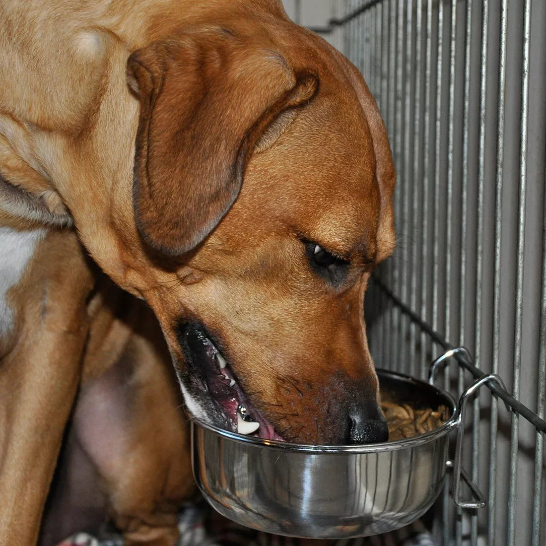 Maslow Stainless Steel Kennel Dog Bowl, 4-oz