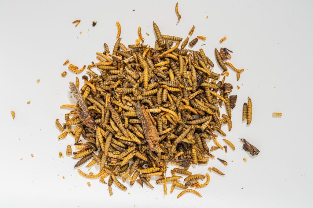 Luckyqworms The Ultimate Bug Blend, Poultry Treat, 1-lb Bag