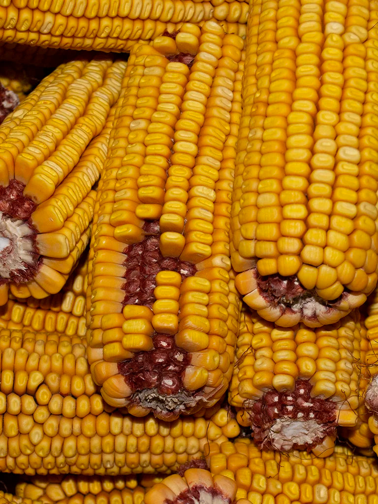 Volkman Pet's Delight Corn On The Cob 4-lb, Squirrel Treat