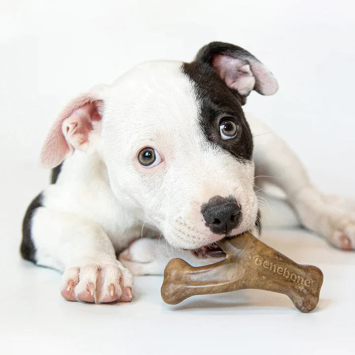 Benebone Puppy Bacon Wishbone, Dog Toy