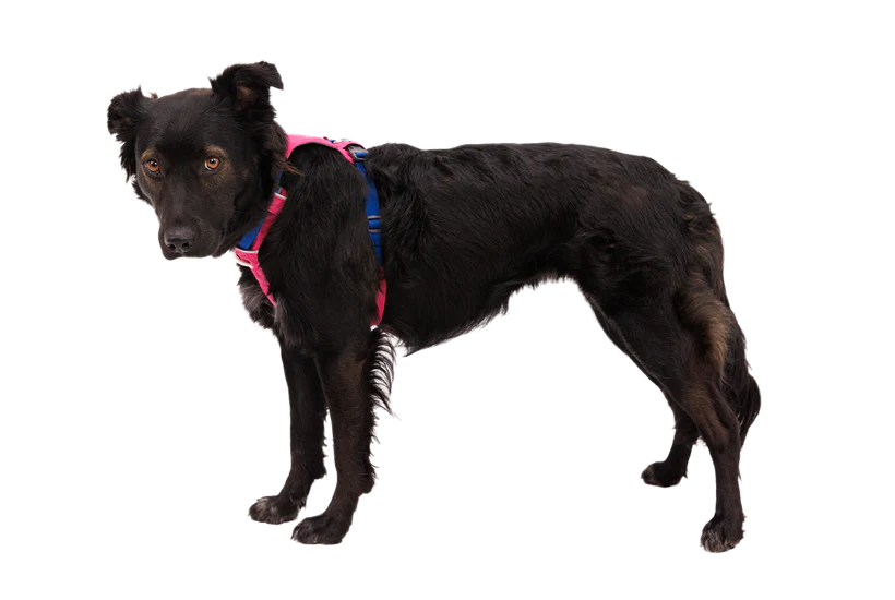 Ruffwear Hi & Light™ Lightweight, Dog Harness