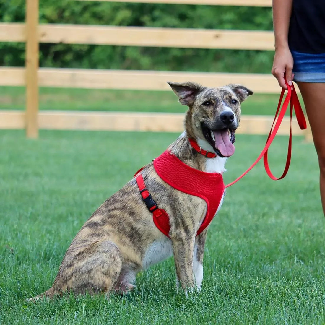 Coastal Pet Products Comfort Soft Adjustable Mesh Dog Harness