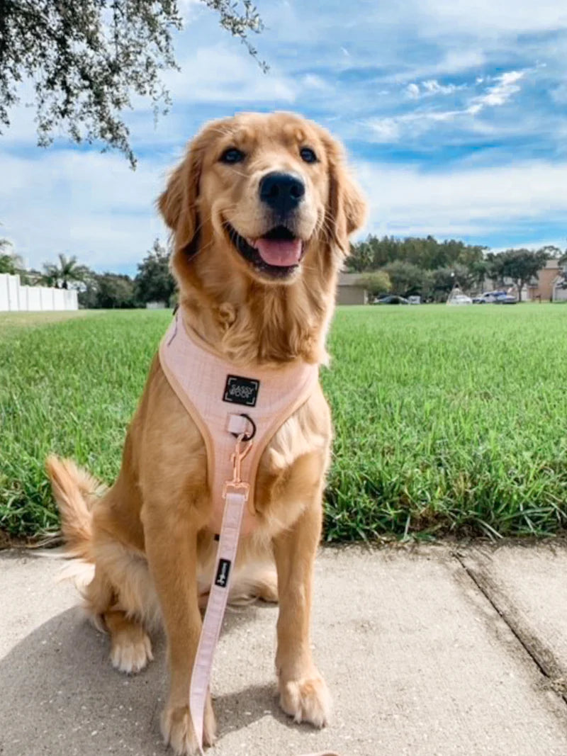 Sassy Woof Adjustable Pinot, Dog Harness