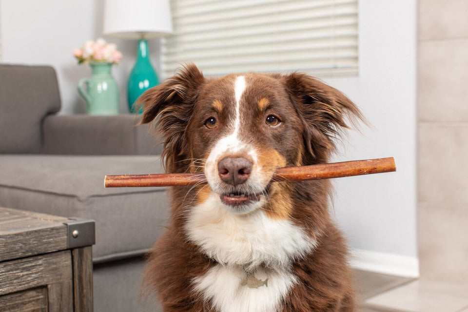 Barking Buddha Thick Bully Stick 12-inch, Dog Chew