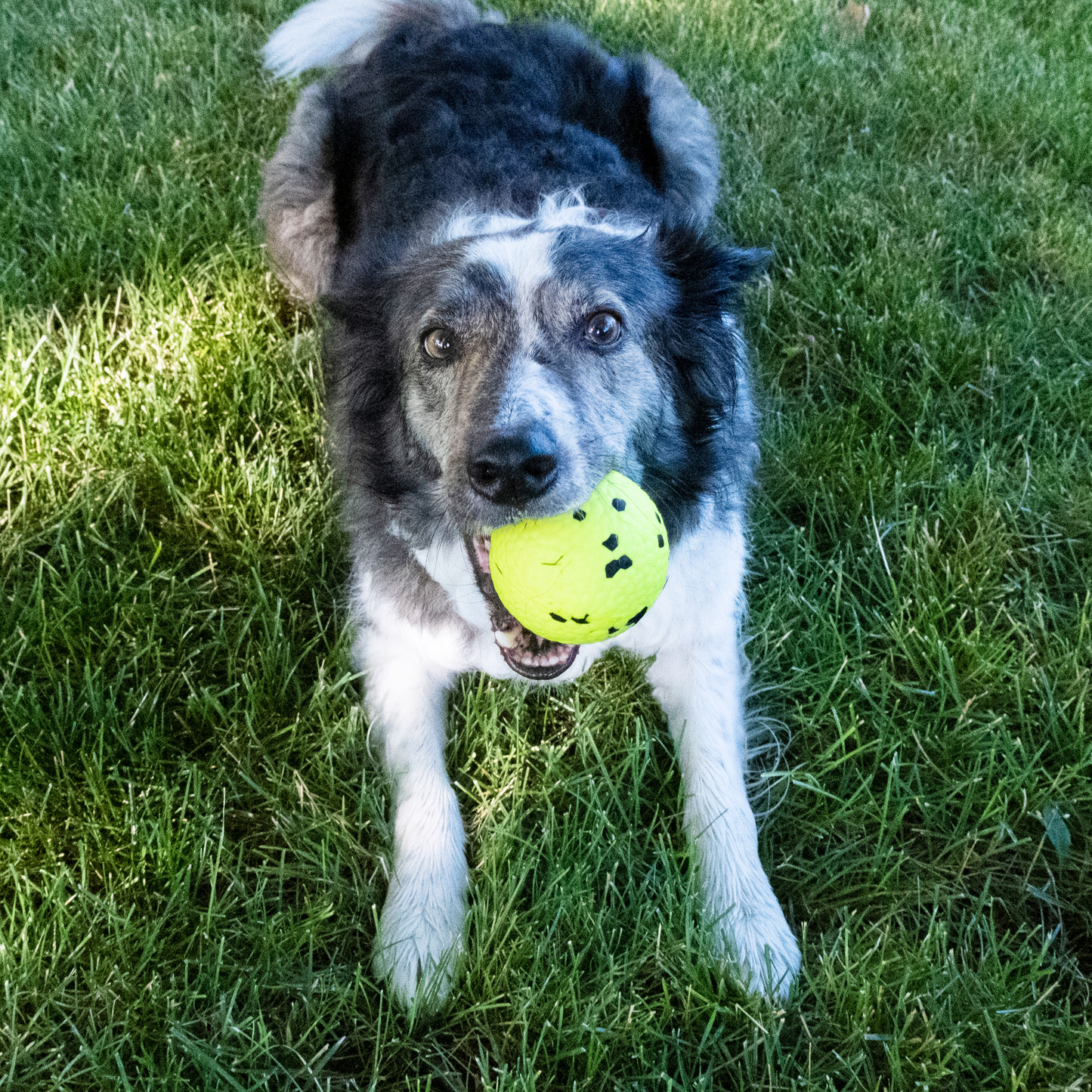 Kong Reflex Ball, Dog Toy