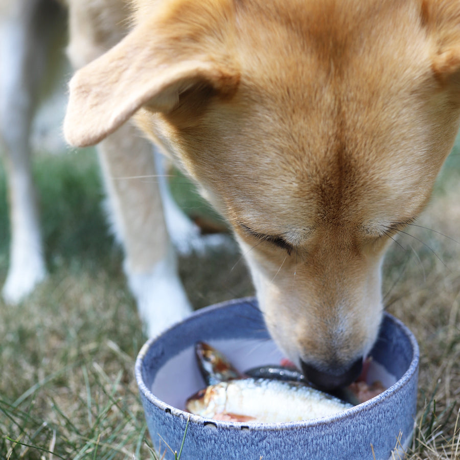 Oma's Pride Frozen Whole Sardines, Frozen Pet Supplement, 1-lb Pouch