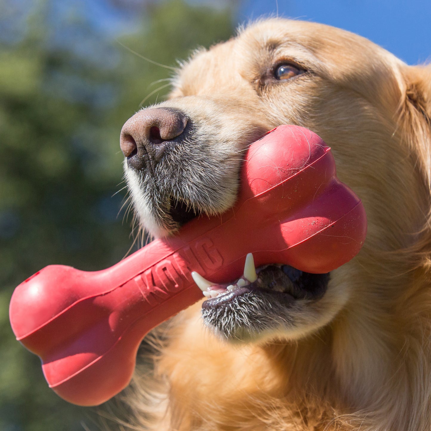 Kong Goodie Bone, Dog Toy