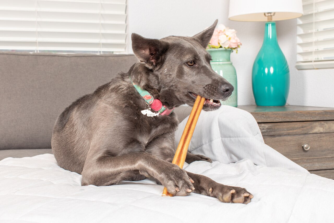 Barking Buddha Jumbo Bully Stick 12-inch, Dog Chew