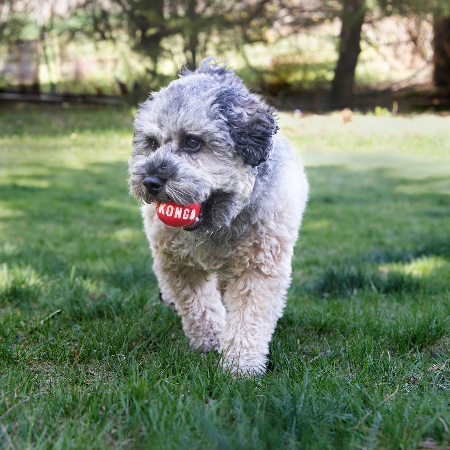 Kong Signature Ball, Dog Toy