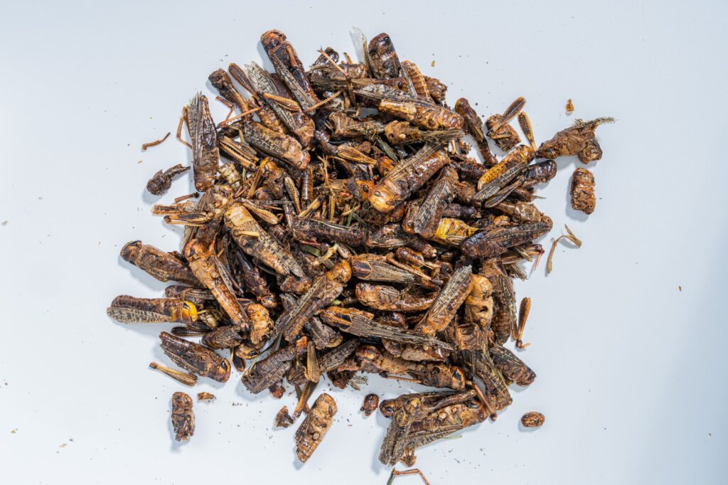Luckyqworms Dried Grasshoppers, Poultry Treat, 1-lb Bag
