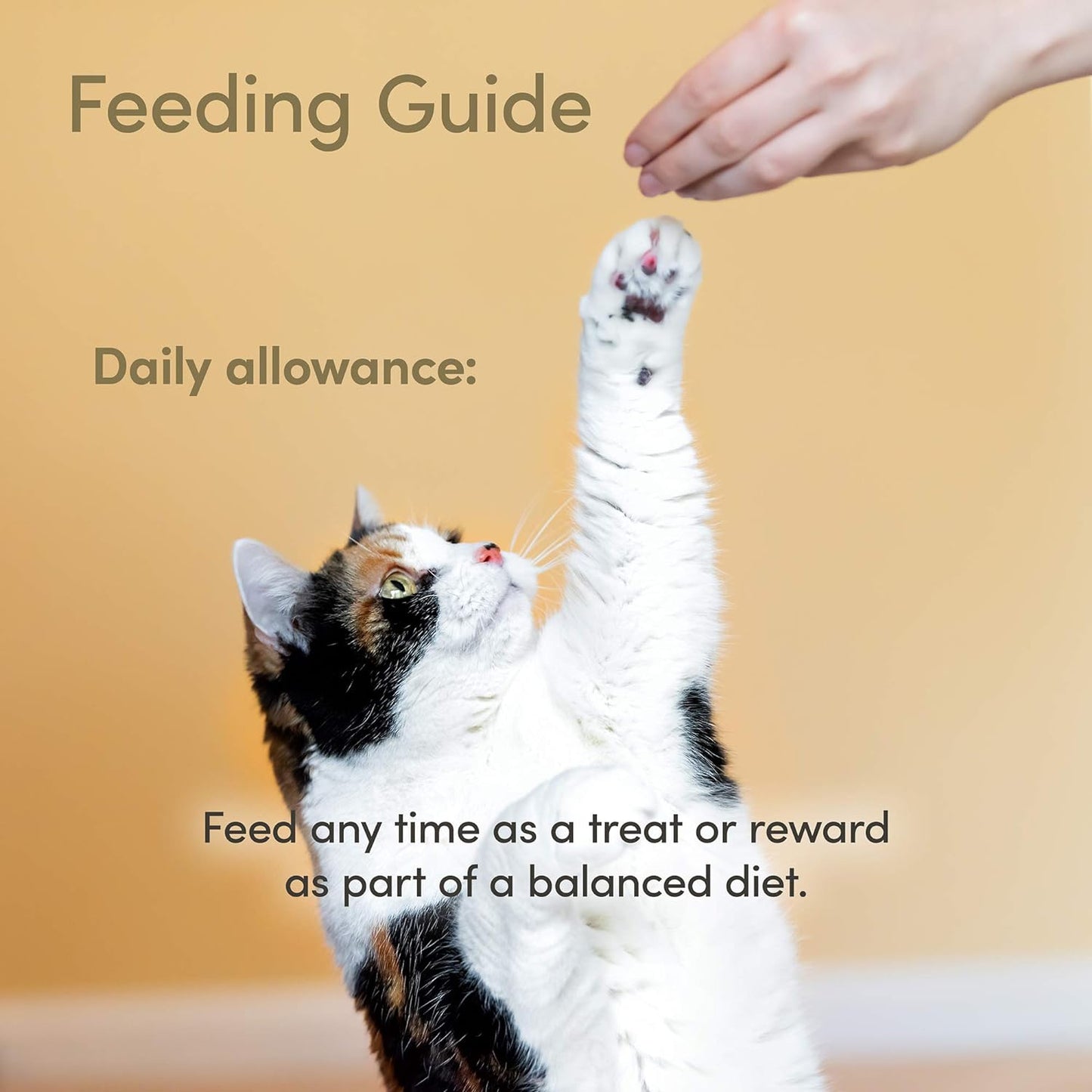 Applaws Loin Mackerel Grain-Free Fillet 1.06-oz, Cat Treat