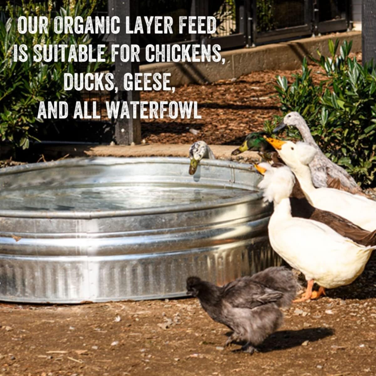 Scratch & Peck Naturally Free Organic Layer Mash 16%, Poultry Feed