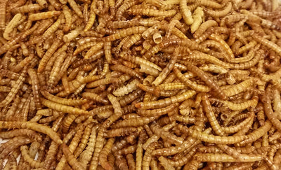 Bar-Ale Tillie's Treats Dried Mealworms 11-lb, Poultry Treat