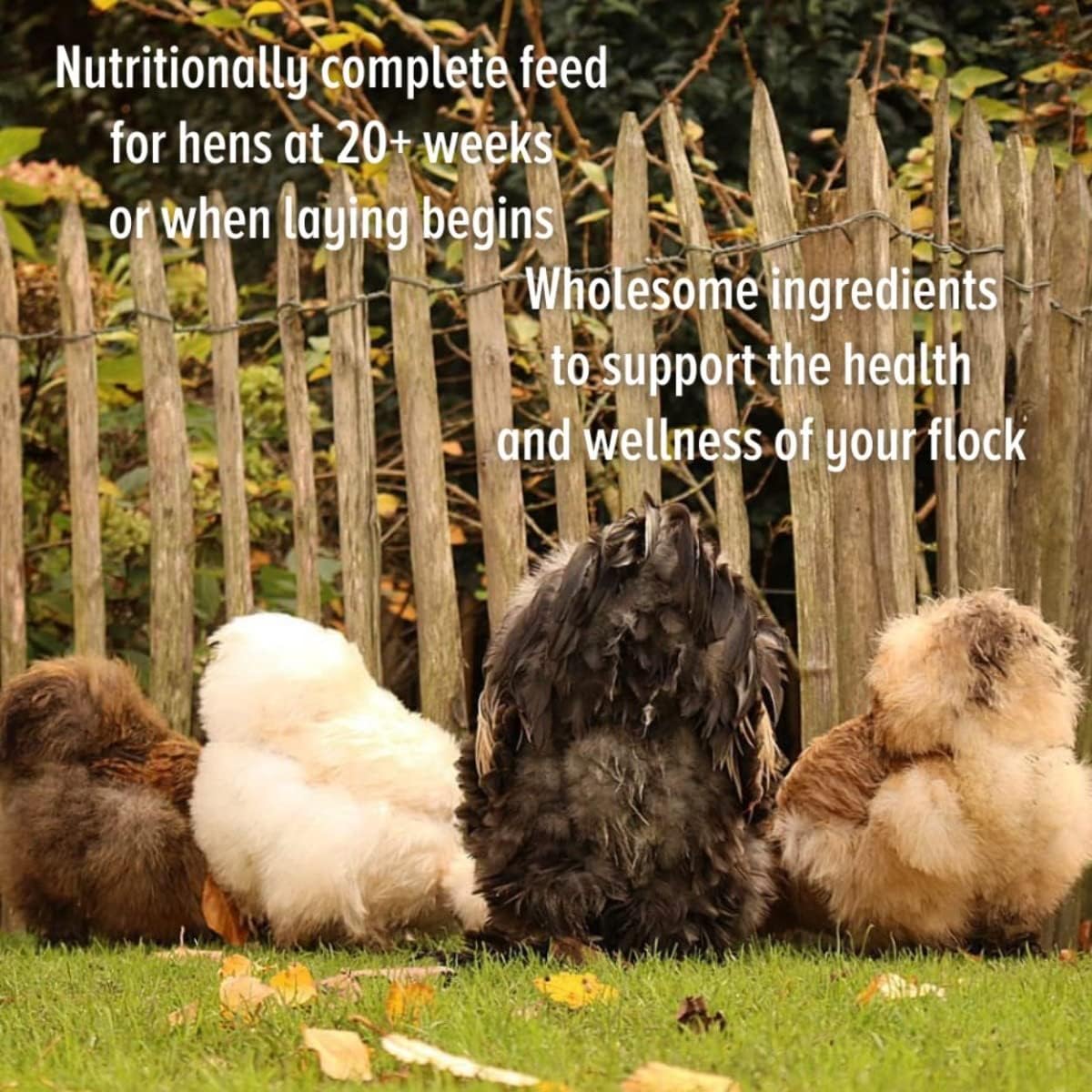 Scratch & Peck Naturally Free Organic Layer Mash 16%, Poultry Feed