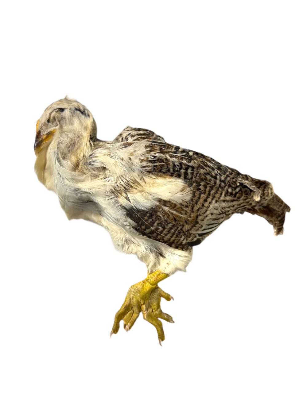 Ancestral Raw Nutrition Raw Whole Prey Chick, Frozen Raw Dog Treat