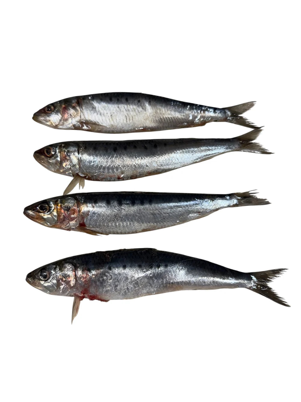 Ancestral Raw Nutrition Raw Wild Caught Sardines, Frozen Raw Dog Chew, 4-Count