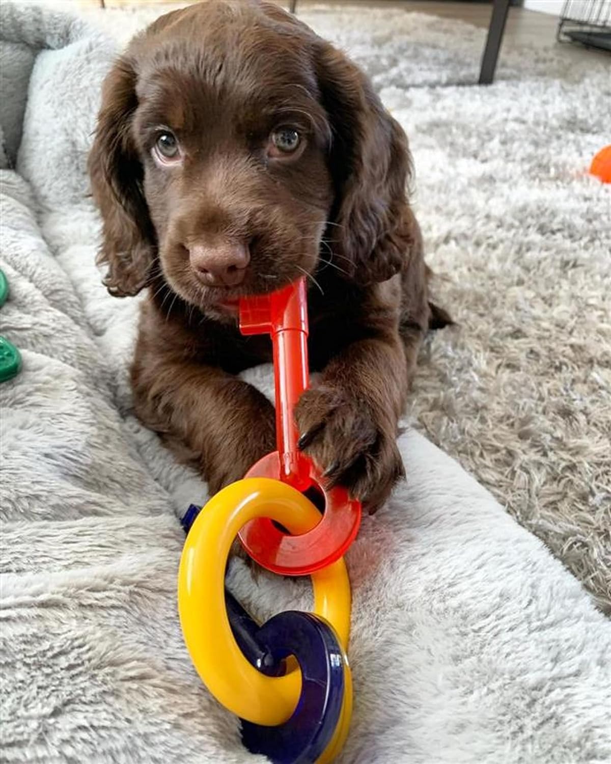 Nylabone Puppy Bacon Teething Keys, Dog Toy