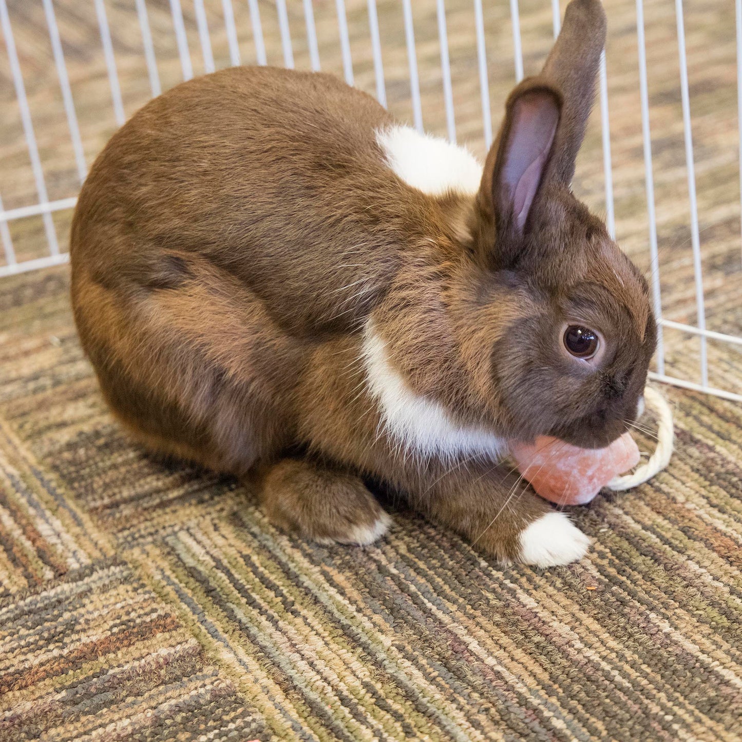 Ware Himalayan Salt On A Rope, Small Animal Chew