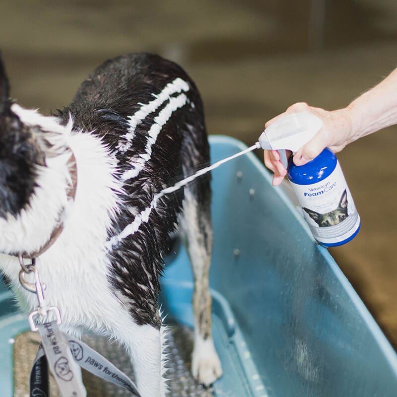 Vetericyn FoamCare® Medicated 16-oz, Pet Shampoo