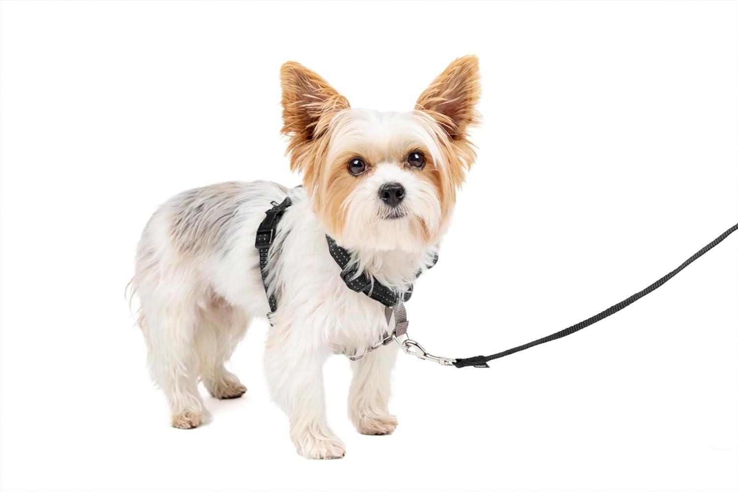 Petsafe leash 2024