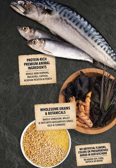 Acana Wholesome Grains Sea To Stream Recipe 22.5-lb, Dry Dog Food