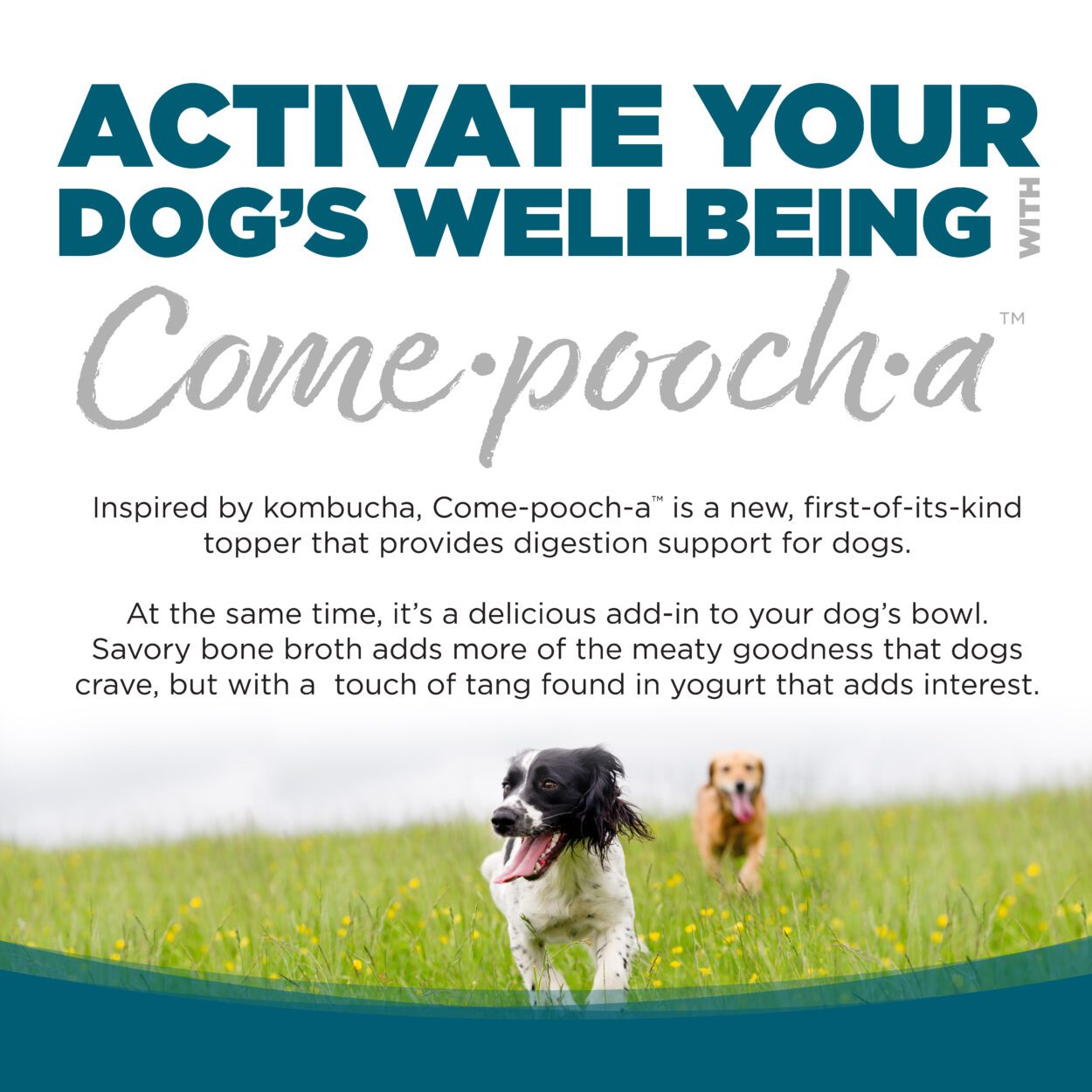 Nutrisource Come·pooch·a™ Chicken Bone Broth 12-oz, Meal topper