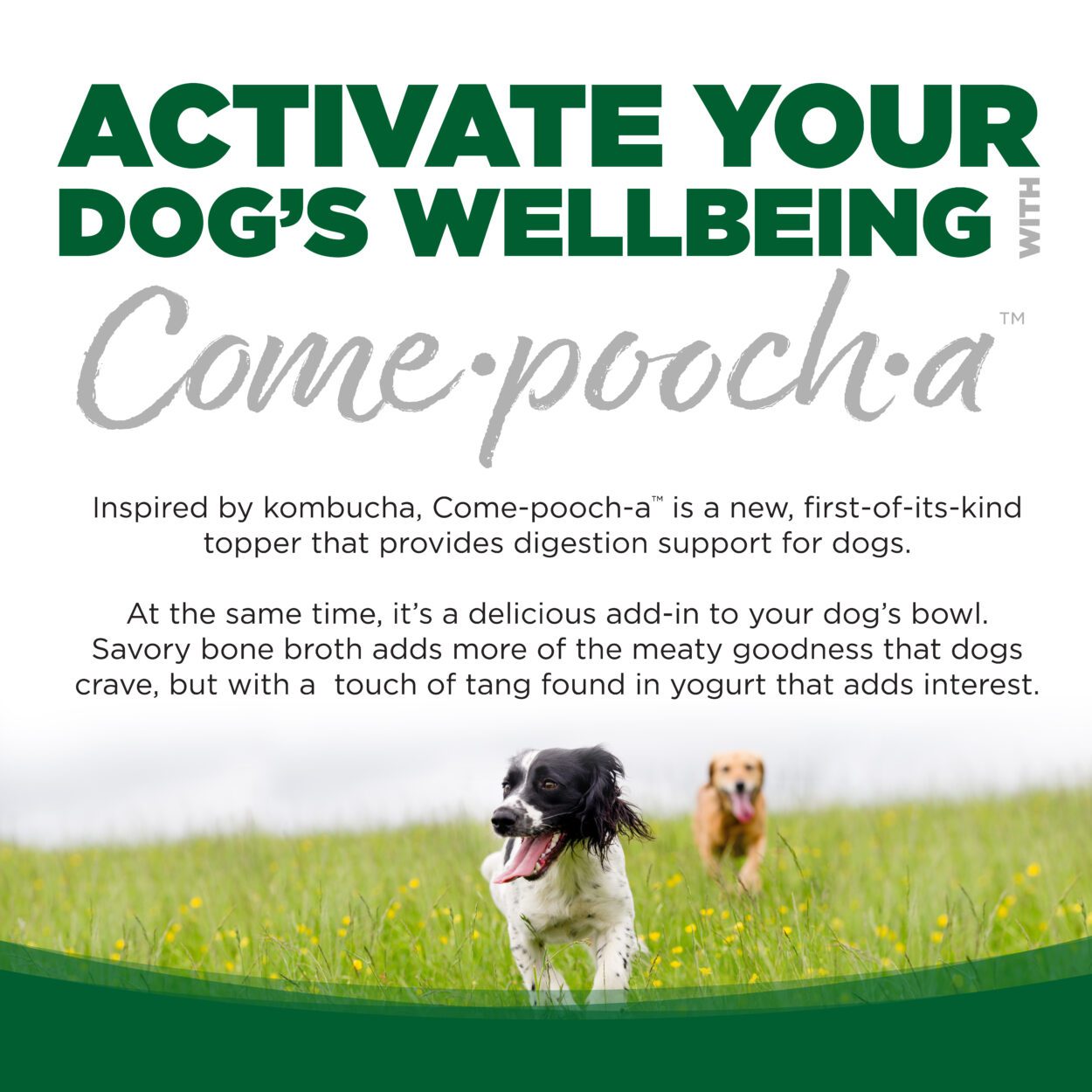 Nutrisource Come·pooch·a™ Turkey Bone Broth 12-oz, Meal topper