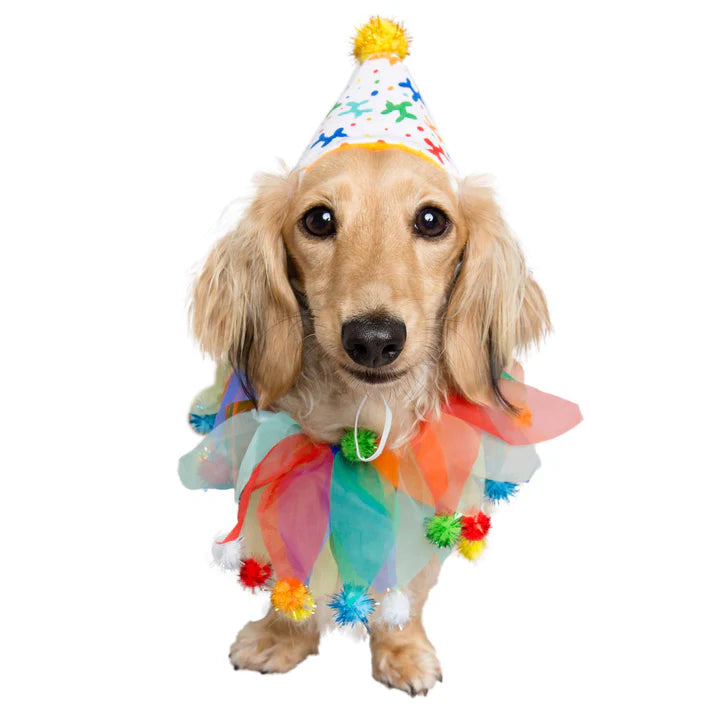 Pet Krewe Birthday Hat And Collar Set For Dog