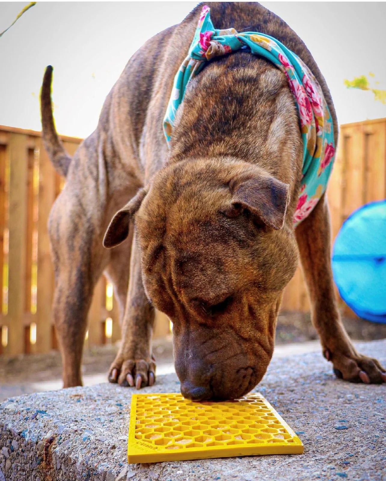 SodaPup Honeycomb Emat Enrichment Lick Mat For Dogs