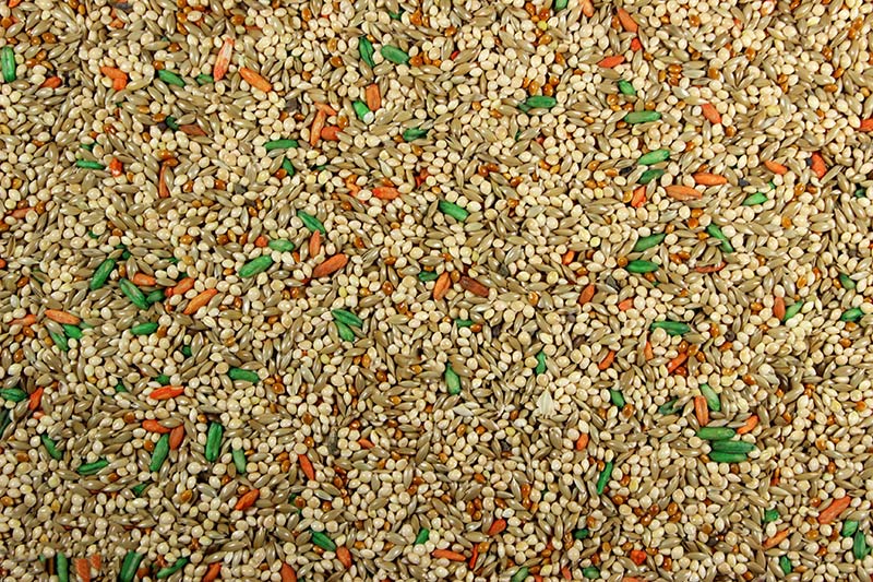 Leach Parakeet Plus Feed
