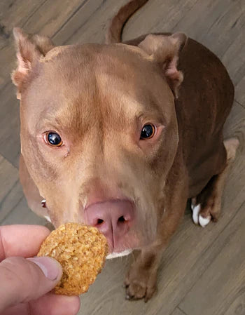 Poochie Butter Blueberry And PB Chewies 8-Oz, Dog Treat