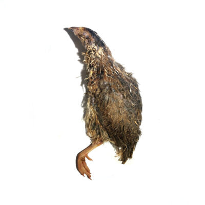 Savage Cat Whole Prey Quail, Frozen Raw Pet Chew