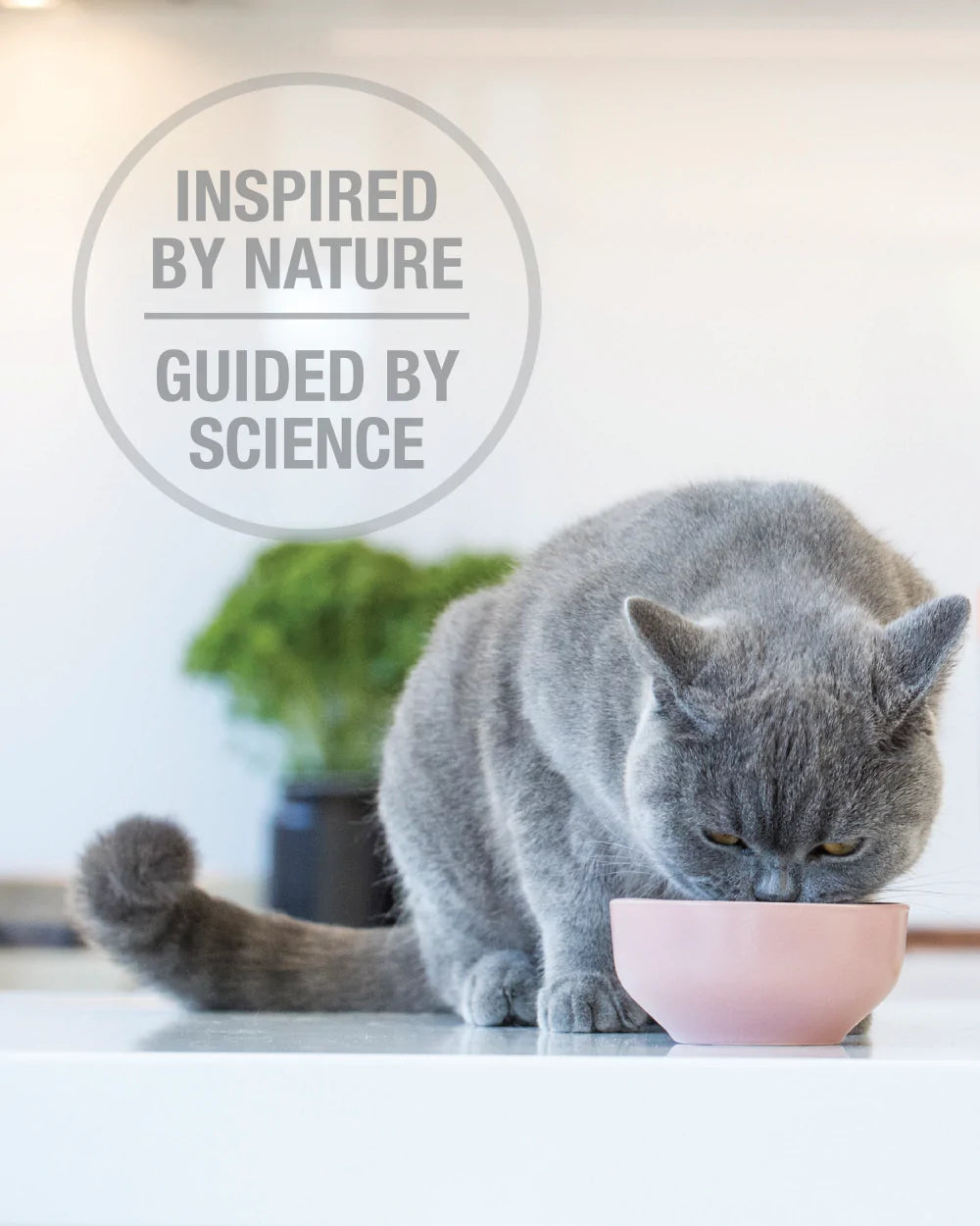 Feline Natural Chicken & Lamb Feast , Freeze-Dried Raw Cat Food