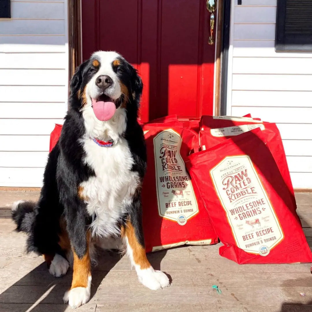 Stella & Chewy's Raw Coated Beef Wholesome Grains With Pumpkin & Quinoa, Dry Dog Food