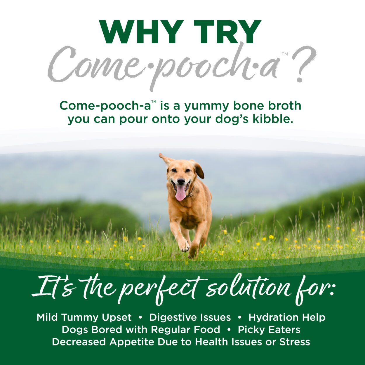 Nutrisource Come·pooch·a™ Turkey Bone Broth 12-oz, Meal topper