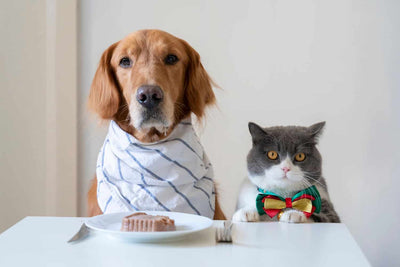 10 Signs It's Time to Switch Your Pet's Food