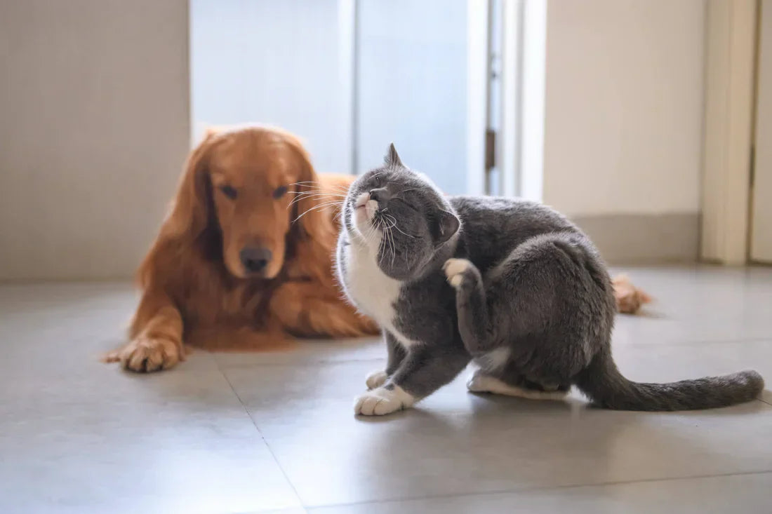 itchy dog and cat