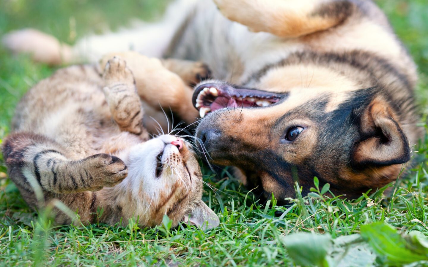 What Protein Really Does in Your Pet’s Body