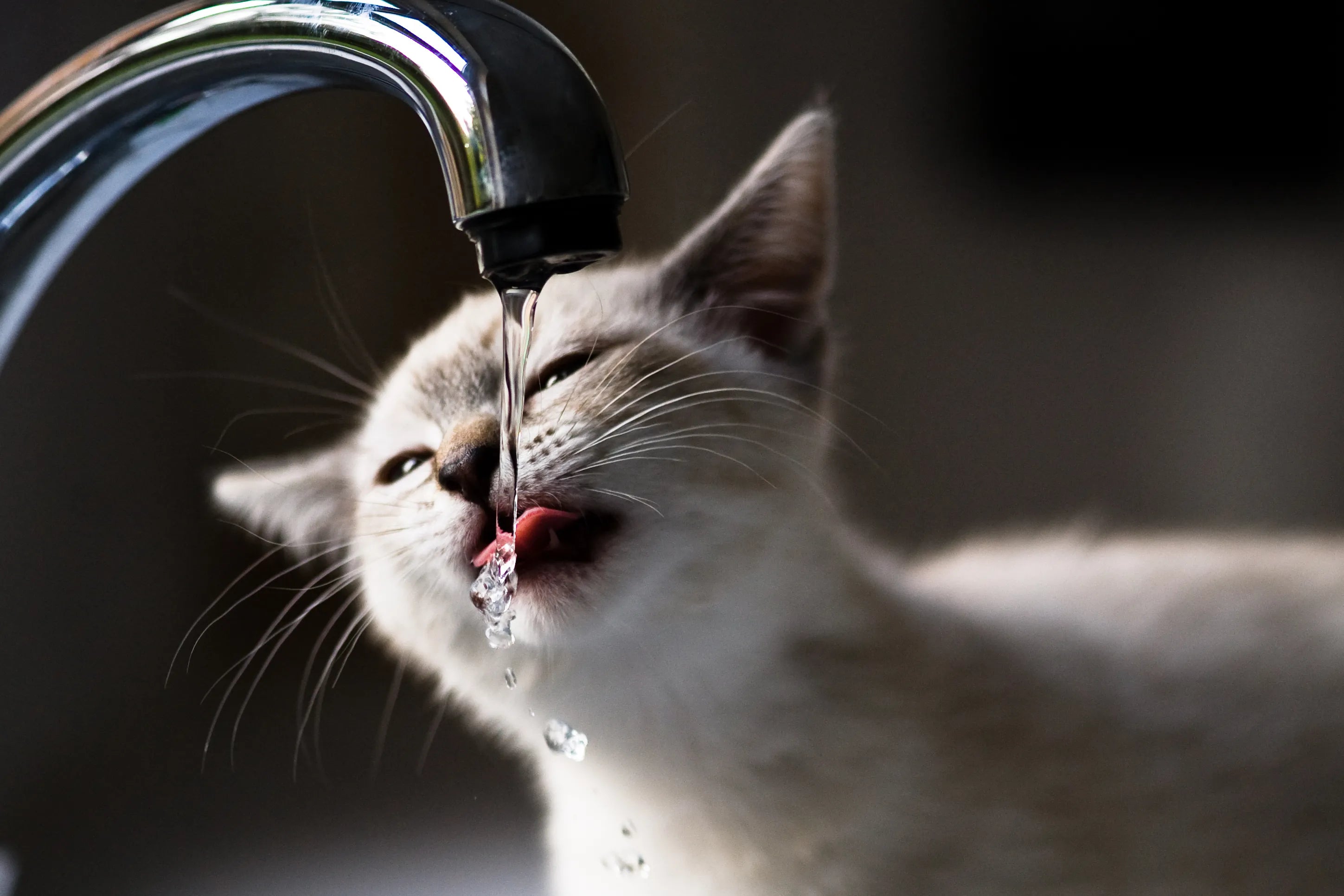 Keeping Your Pets Hydrated