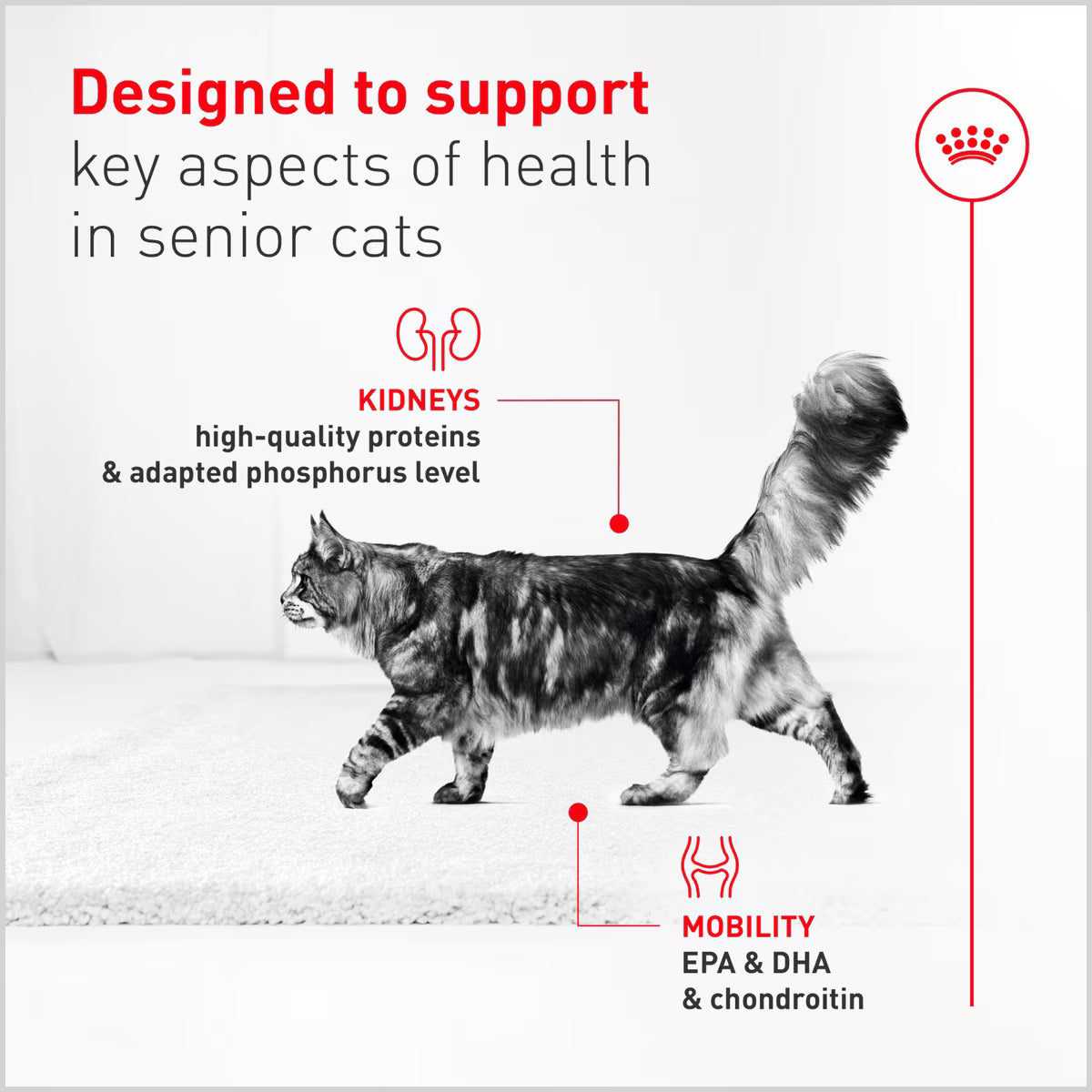 Royal Canin® Feline Health Nutrition™ Aging 11+ Thin Slices In Gravy Canned Cat Food, 3-oz Case of 24